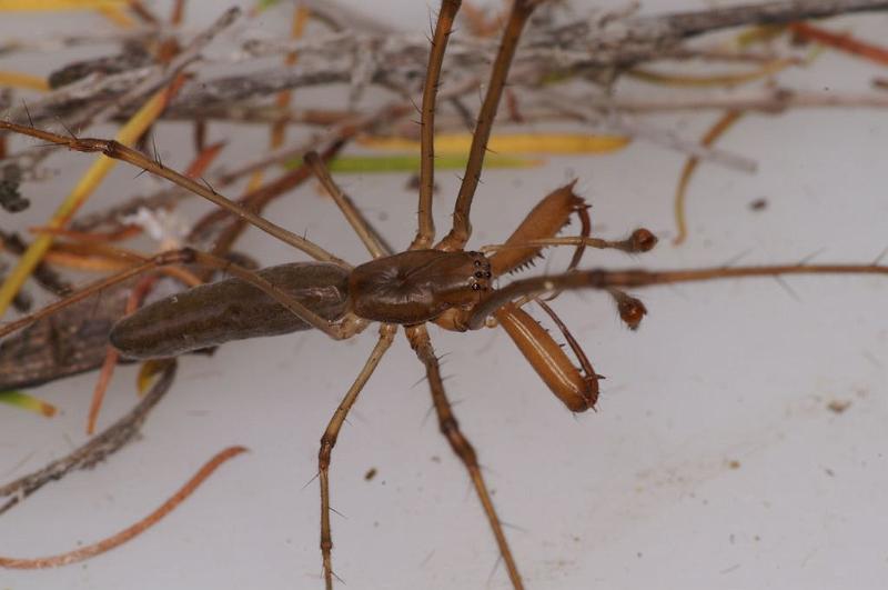 Tetragnatha_bituberculata_D7913_D_89_North Stradbroke island_Australie.jpg